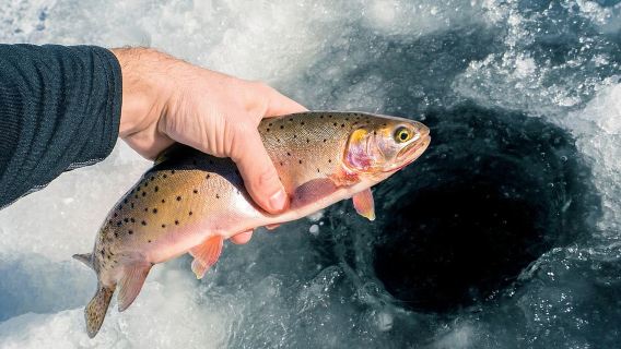 Depart from Rovaniemi, Finland: Lapland Forest Snow Trekking, Ice Fishing, and Snow-Grilled Salmon Half-Day Tour