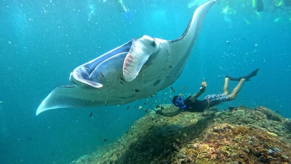 Von Penida aus: Manta-Schnorcheln mit Mittagsbuffet und Kajakfahren