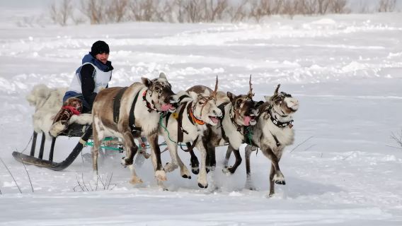 Катание на оленьих упряжках + северное сияние + снегоходы - Россия/Деревня саами (включая входной билет) + трансфер