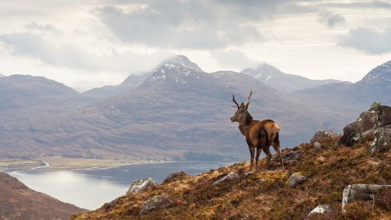 excursión de un día a las Tierras Altas del Norte de Escocia + Applecross + Loch Carron + Carretera NC500