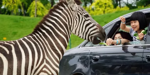 北京野生動物園 包車一日遊│車型可選 12小時包車
