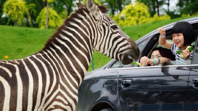 北京野生動物園 包車一日遊│車型可選 12小時包車