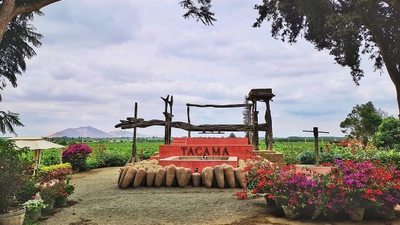 Visita alla cantina e alla distilleria di Pisco