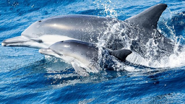 Pelayaran Pengamatan Paus dan Lumba-lumba di Newport Beach