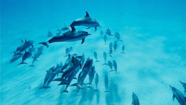 Oahu: Swim with Dolphins on the West Coast