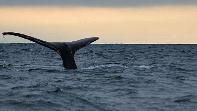 Waitukubuli Dolphin and Whale Watch in Dominica