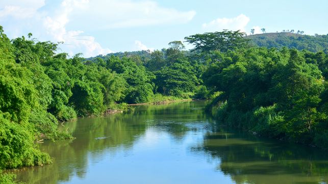 沙巴亞庇天鏡紅樹林一日遊 真kawakawa螢火蟲長鼻猴半