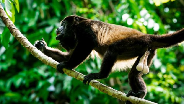 Deluxe Private Manuel Antonio Park Tour