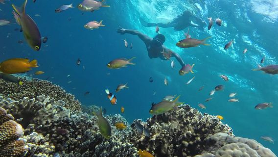 Oslob: Whale Shark Tour with Sumilon & Moalboal Snorkeling