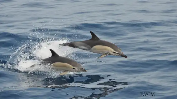 Gran Canaria: Dolphin and Whale Watching Cruise