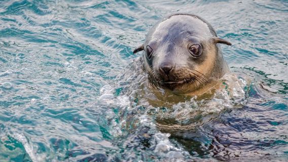 From Melbourne: Phillip Island Penguin Parade Express Tour