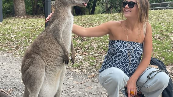 Desde Sídney: excursión de un día a la bahía de Jervis y crucero de avistamiento de delfines
