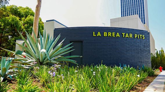 Los Angeles: La Brea Tar Pits Museum Ticket