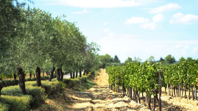 From Montpellier: Wine and Olive Tour