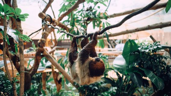 Hong Kong: Ocean Park Entry & Big Bus Hop-on Hop-off Tour