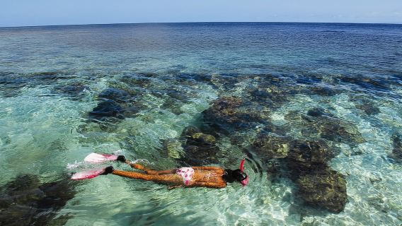 Roatán : Sanctuaire des singes et des paresseux de Daniel Johnson et plongée en apnée
