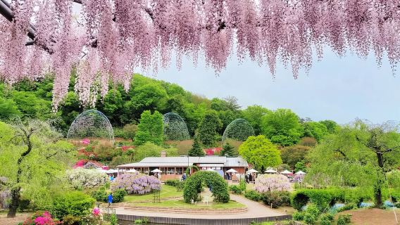 Tokyo: Spring Hitachi Seaside & Ashikaga Flower Park Tour
