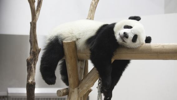 Chengdu Classic Private Day Tour to Panda Base and Leshan Giant Buddha