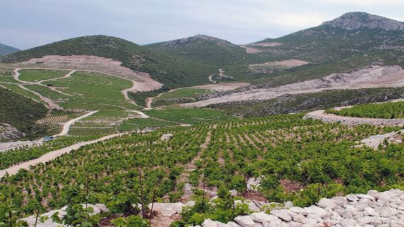 Private tour to Peljesac and Ston from Dubrovnik with wine tasting