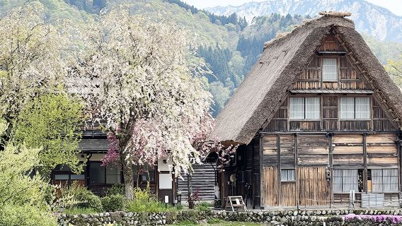 阪井市日遊