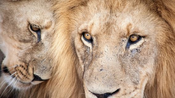 Big 5 Aquila Game Reserve Safari Full Day Tour and Lunch