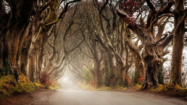 Giants Causeway & Castles Tour from Belfast: Guided tour