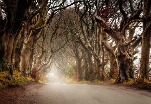 Giants Causeway & Castles Tour from Belfast: Guided tour