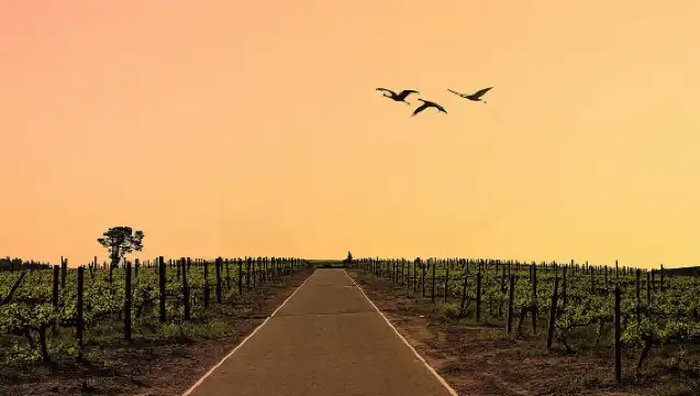 ทัวร์ไร่องุ่น Stellenbosch ครึ่งวันจากเคปทาวน์