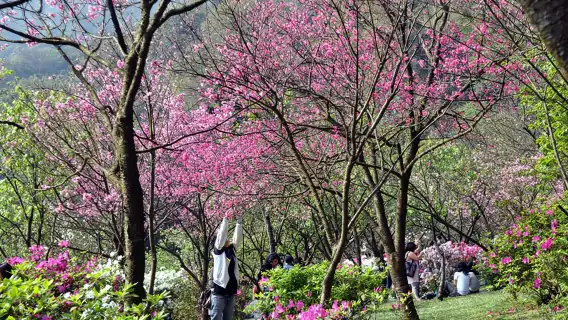 Beitou Geothermal Valley, Yangmingshan Scenic Area, and Yehliu Day Tour (Hotel Pickup)