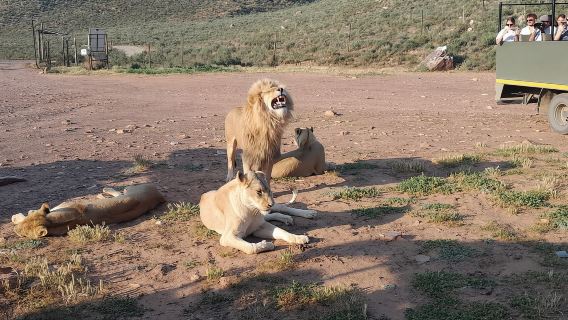 Cape Town: Safari Rizab Permainan Big Five dengan Makan Tengahari