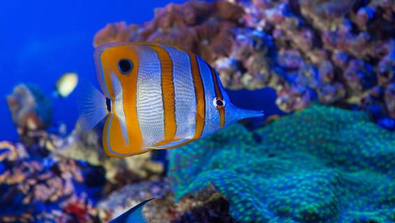 Genua: Eintrittskarten für Aquarium, Galata-Museum und U-Boot