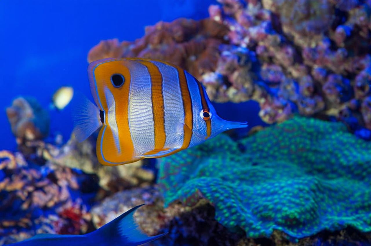 เจนัว: พิพิธภัณฑ์สัตว์น้ำ พิพิธภัณฑ์กาลาตา และตั๋วเข้าชมเรือดำน้ำ