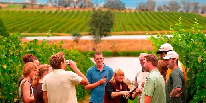 호주 와인 투어