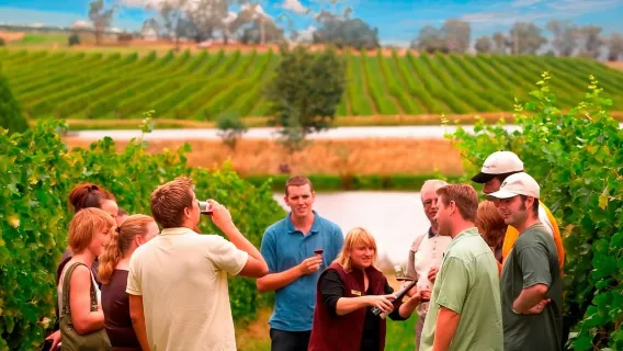 1-day tour to Yarra Valley wineries in Melbourne, Australia with wine tasting included / A wine feast