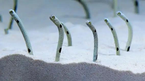 Kyoto Aquarium Admission Ticket