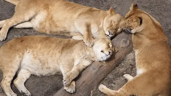 ฮอกไกโด│กระเช้าลอยฟ้าคุโรดาเกะ ทัวร์ชมใบไม้เปลี่ยนสีที่สวนสัตว์อาซาฮิยามะ