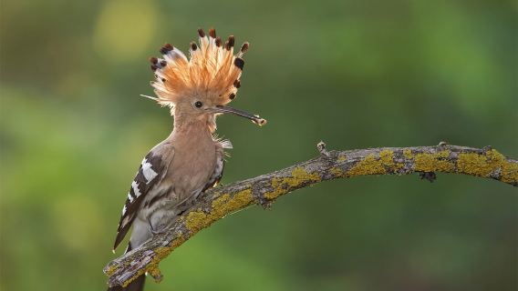 Santa Cruz de Tenerife Palmetum Entry Ticket