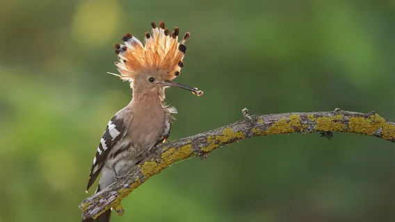 Eintrittskarte für das Palmetum von Santa Cruz de Teneriffa