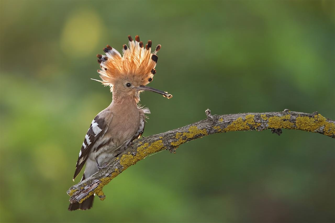 Santa Cruz de Tenerife Palmetum Entry Ticket