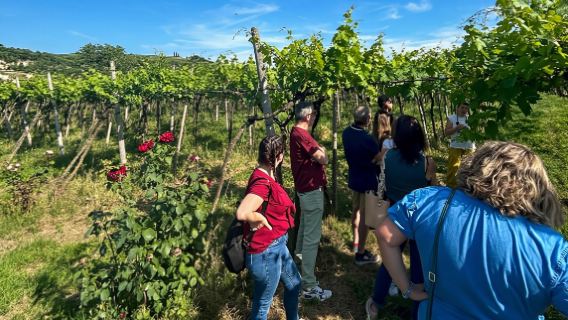 Soave: Degustazione di vini e tour dei vigneti nel centro storico