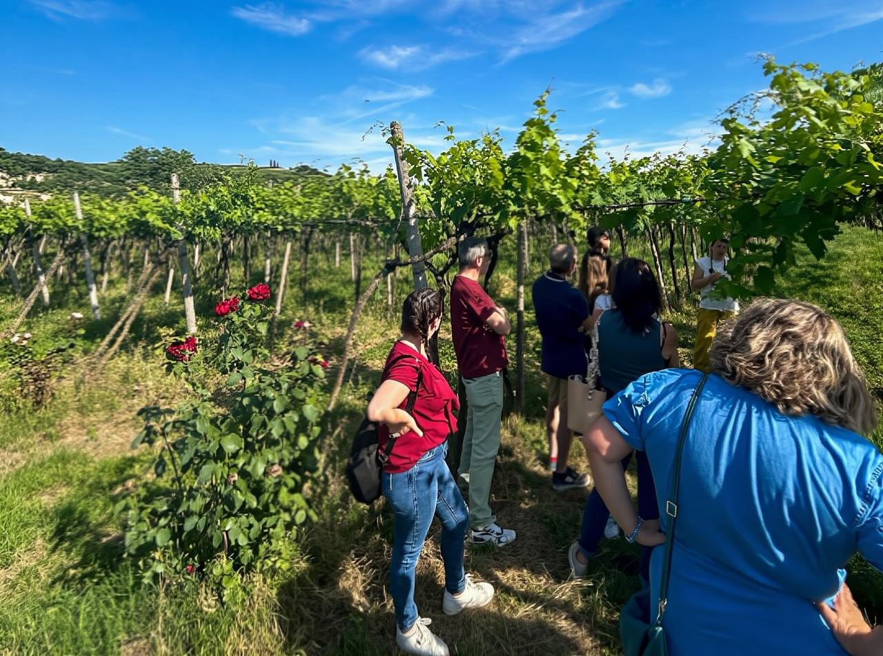 Soave: Wine Tasting and Vineyard Tour in Historical Centre