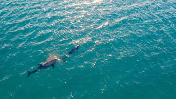 Watamu: Dolphin Watching and Snorkeling Boat Tour