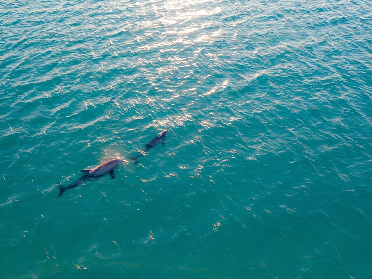 Watamu: Dolphin Watching and Snorkeling Boat Tour