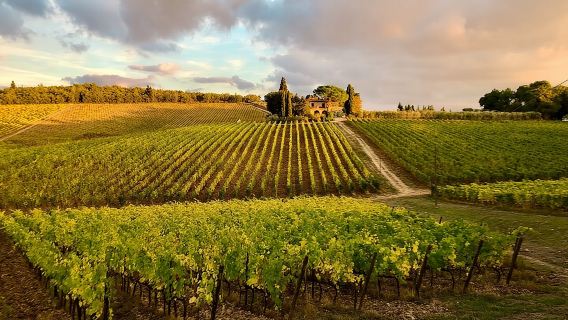 Cata de vinos de Casa Emma