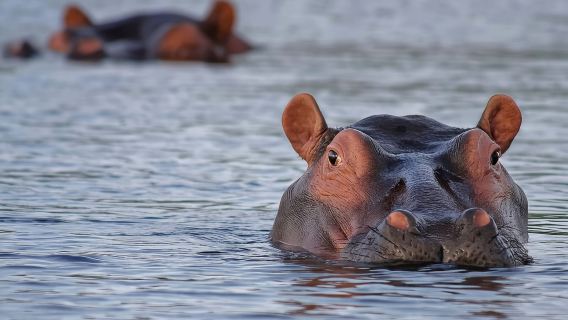 Kenya · Nairobi · Lake Naivasha|Customized Itinerary/Transfer Service/Point-to-Point Transportation