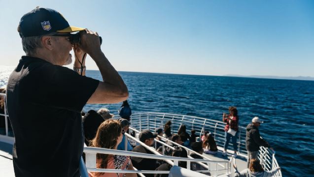 Long Beach: Whale and Dolphin Watching Cruise