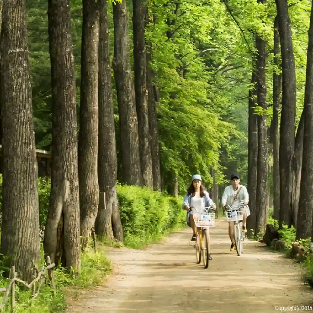 [Seoul-Nami island] Nami Island shuttle bus (Round Trip)