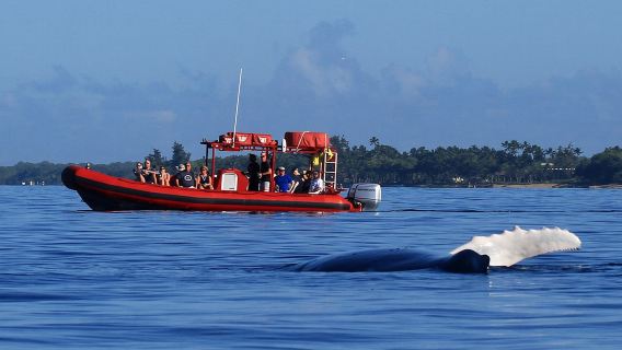 Maui Whale-Watching Tour by Raft from Kihei