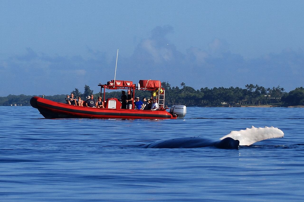 Maui Whale-Watching Tour by Raft from Kihei