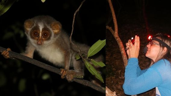 Night Hike to see Elusive & Rare Loris in Sigiriya